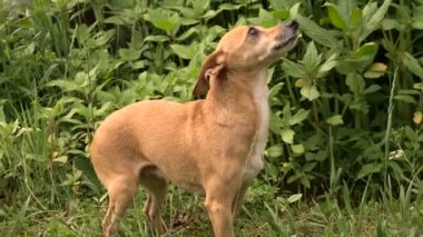Yeşil çimenlerin üzerinde koca kulaklı küçük güzel köpek
