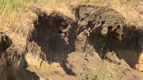 Flight Swifts Slow Motion Over Precipice of River. — Stock Video