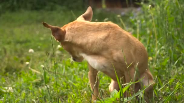 Pequeno cão bonito com orelhas grandes na grama verde — Vídeo de Stock