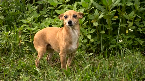 Piccolo bellissimo cane con grandi orecchie su erba verde — Video Stock