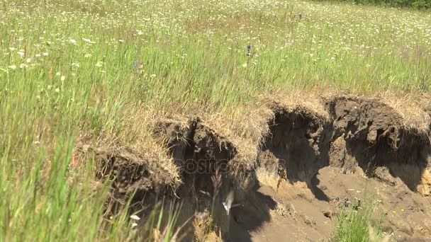 Vlucht gierzwaluwen slowmotion Over de afgrond van de rivier. — Stockvideo