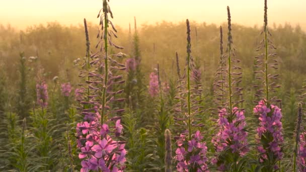 Paysage Fleurs de fleurs Sally au lever du soleil. Contre-lumière du Soleil . — Video