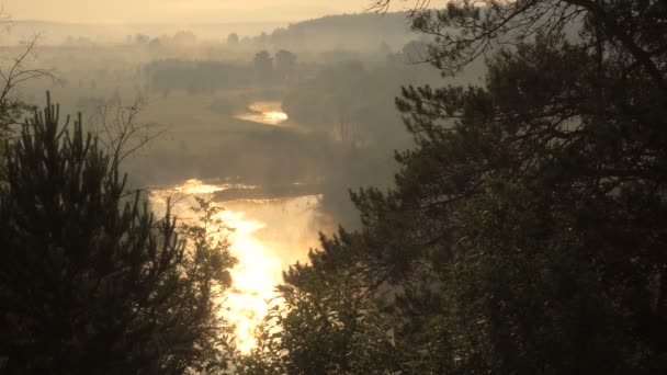 Paesaggio Estate Foggy Mattina Foresta sul fiume Riflessione del sole in acqua . — Video Stock