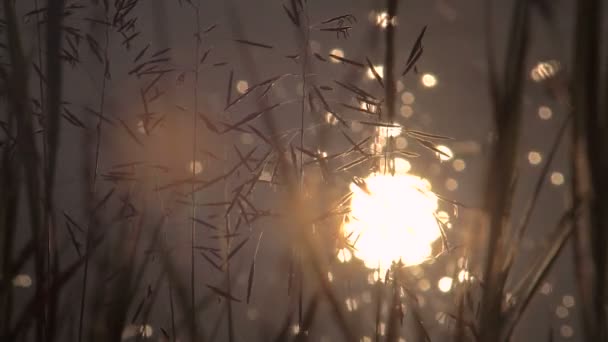 Αντανάκλαση του ήλιου στο δάσος του ποταμού μακροεντολής — Αρχείο Βίντεο