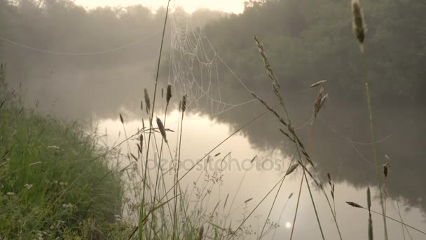 Ομίχλη πάνω από δάσος του ποταμού νωρίς το πρωί. Θερινή ώρα. — Αρχείο Βίντεο