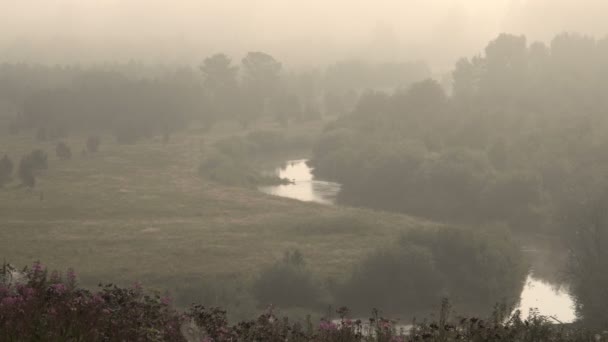 Mgła nad Las rzeka w wcześnie rano. Czas letni. — Wideo stockowe
