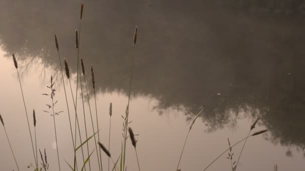 Fog Over Forest River in Early Morning. Heure d "été . — Video