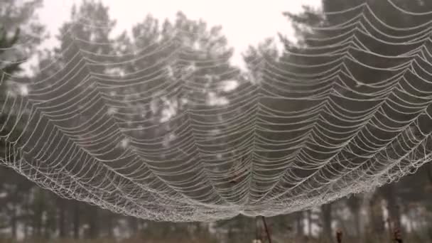 Large Cobweb in Droplets of Dew Against Background of a Misty Forest — Stock Video