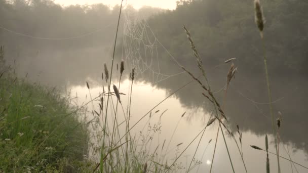 Forest River Silhouetten Van Zwaluwen Vlucht — Stockvideo