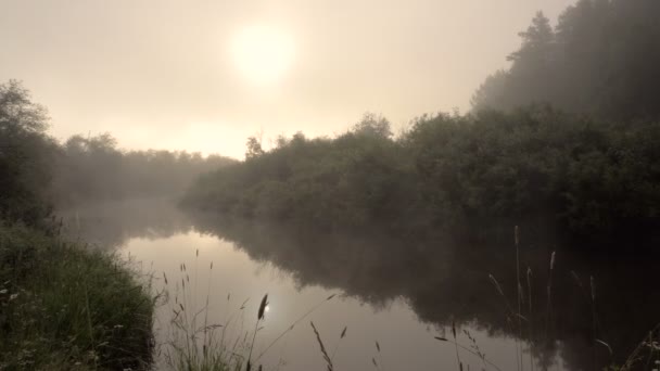 Fog Over Forest River in de vroege ochtend. Zomertijd. — Stockvideo