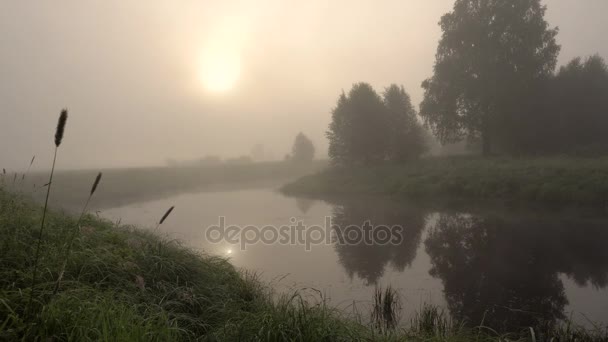 Mlha nad Lesní řeka v časných ranních hodinách. Letní čas. — Stock video