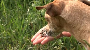 Küçük köpek kurbağa ile yandan yakın çekim oynayan kız