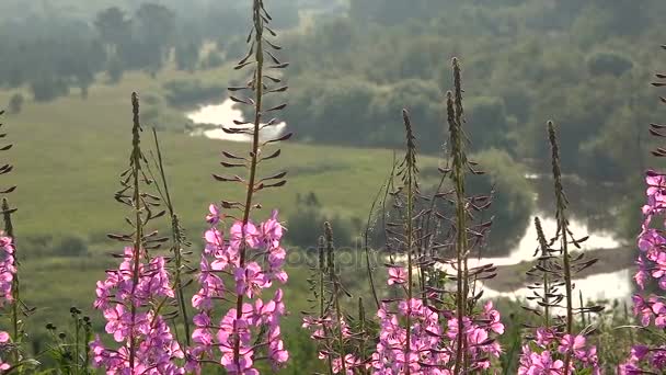 Rosa Blüten von Weidentee auf dem Hintergrund eines wilden Flusstals im Nebel — Stockvideo