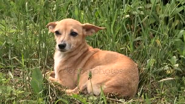 Pequeno cão bonito com orelhas grandes na grama verde — Vídeo de Stock