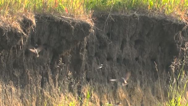 川の土手に巣で飛行中のツバメ。夏の晴れた日. — ストック動画