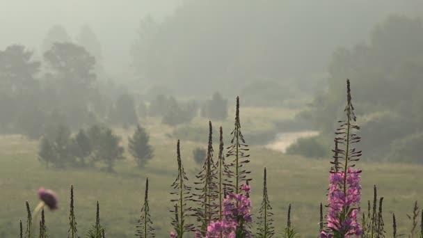Flores cor de rosa de chá de salgueiro no fundo de um vale do rio selvagem no nevoeiro — Vídeo de Stock