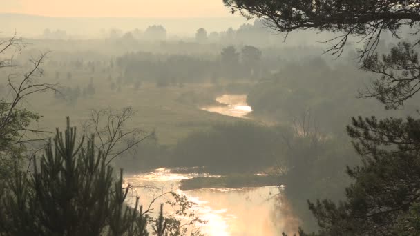 Krajobraz lato mglisty rano lasu nad rzeką odbicie słońca w wodzie. — Wideo stockowe