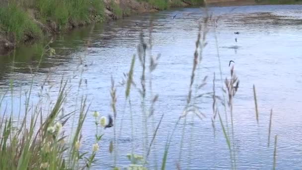 Erdei Folyó Sziluettek Fecskék Flight Suay Mmer Vezető Füvek Előtérben — Stock videók