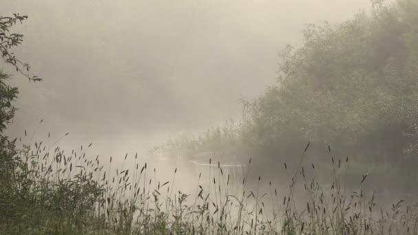Skogsälv i dimma på sommaren tidigt på morgonen — Stockvideo