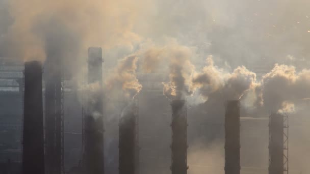 Tubos de planta Close-Up. Fumaça no ar . — Vídeo de Stock