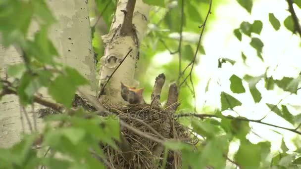 Drosselweibchen füttert Küken mit Würmern im Nest. — Stockvideo