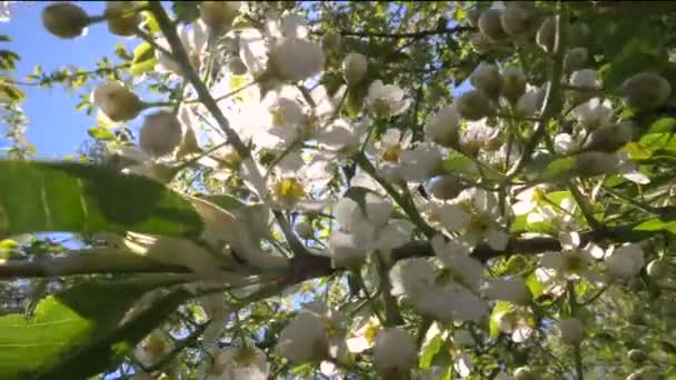 Branche d'un arbre avec des fleurs blanches en passant la lumière du soleil. Mouvement lisse de la caméra, Eblouissement du soleil . — Video