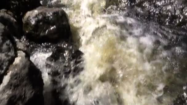 Young Man Blond Slow Motion Does Selfie Forest Stream Early — Stock Video