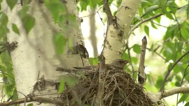 Tordo feminino sentado em um ninho com filhotes . — Vídeo de Stock