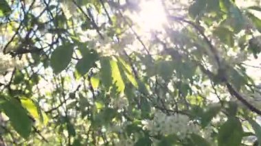 Beyaz çiçeklerle çiçek açan ağaç.