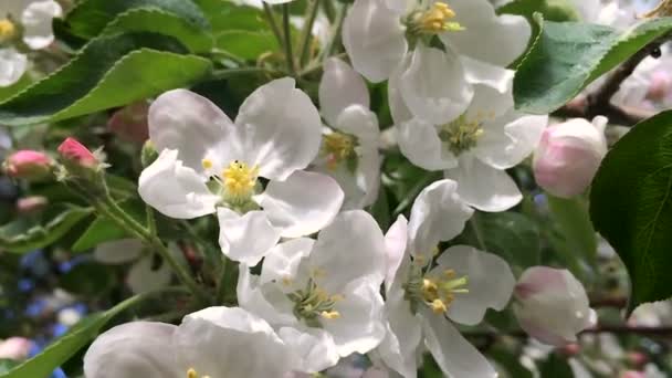 Fleurs d'un pommier Gros plan d'une caméra en mouvement . — Video