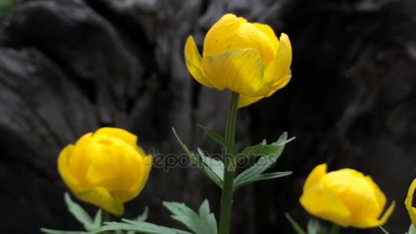 Blumen einer gelben sibirischen Rose — Stockvideo