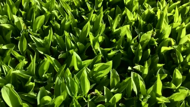 Maiglöckchen im Gegenlicht im Frühling. — Stockvideo