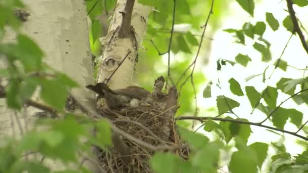 Female Thrush Flies Out of Nest With Chicks — Stock Video