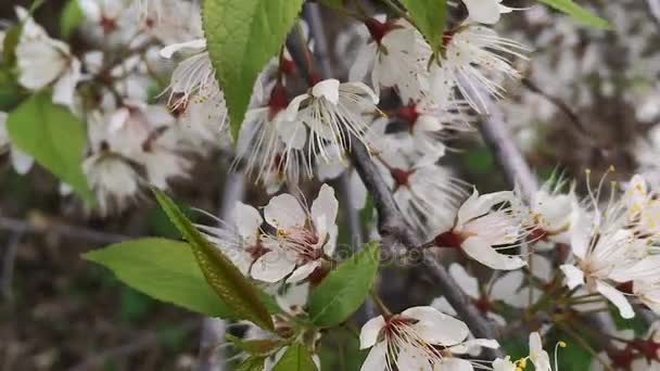 Fleurs de cerisier Grand mouvement de caméra — Video