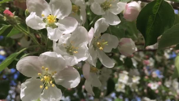 Flores de uma árvore da Apple Close-Up de uma câmera de movimento . — Vídeo de Stock