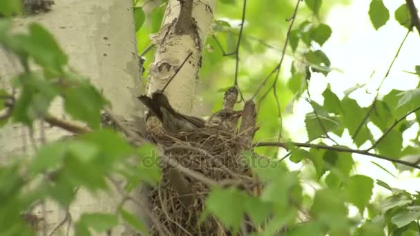 Vrouwelijke lijster zitten in een Nest met kuikens. — Stockvideo