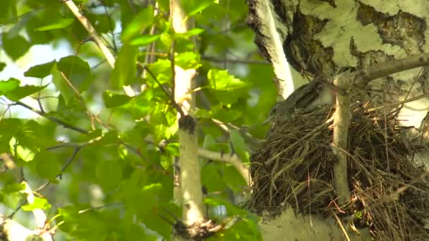 カンジダ症の巣の中の雛は羽をきれい. — ストック動画