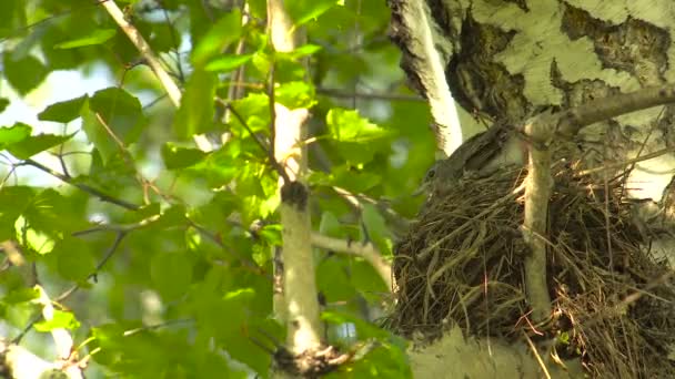 Küken der Drossel im Nest saubere Federn. — Stockvideo