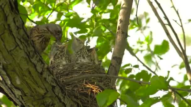 Chicks of Thrush in Nest — Stock Video