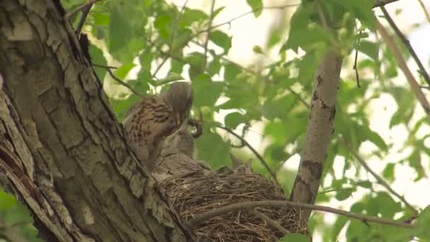 Female Thrush Feeds Chicks in Nest With Earthworms — Stock Video