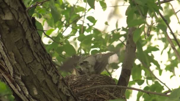 Chicks Thrush in Nest Wiggle Their Wings Before Flying Out — Stock Video