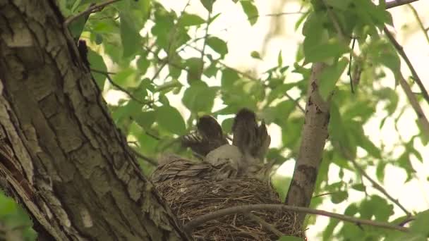 Chicks Thrush in Nest Wiggle Their Wings Before Flying Out — Stock Video