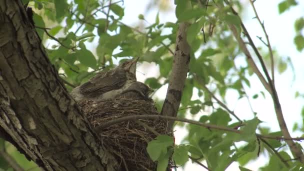 ลูกไก่ thrush ใน Nest Wiggle ปีกของพวกเขาก่อนที่จะบินออก — วีดีโอสต็อก