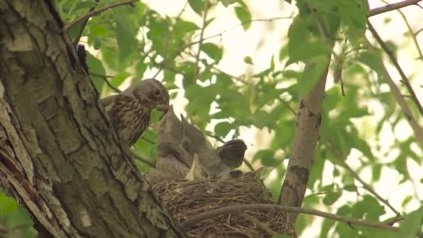 Female Thrush Feeds Chicks in Nest With Earthworms — Stock Video