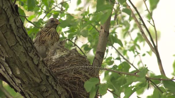 Female Thrush Feeds Chicks in Nest With Earthworms — Stock Video