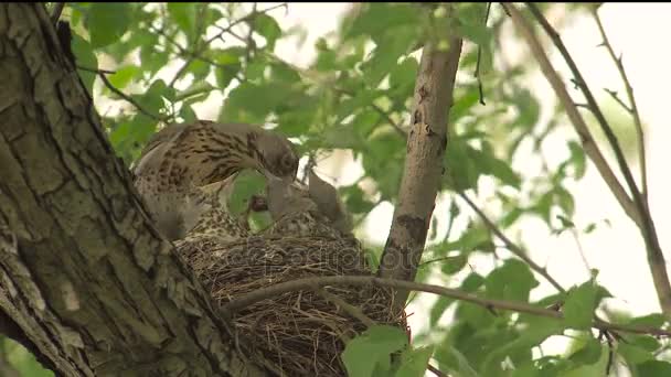 Drozd samice krmí mláďata v hnízdě s žížaly — Stock video
