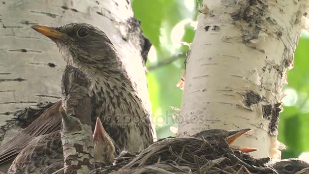 Portrait d'une mère oiseau avec des poussins dans un nid sur un arbre . — Video