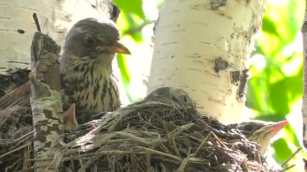 Porträtt av en mor fågel med ungar i ett bo på ett träd. — Stockvideo