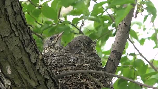Los padres de las aves alimentan a los polluelos en el nido — Vídeo de stock