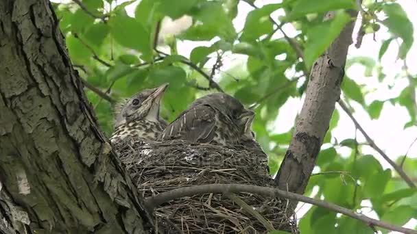 Parents des oisillons qui nourrissent les oiseaux à Nid 